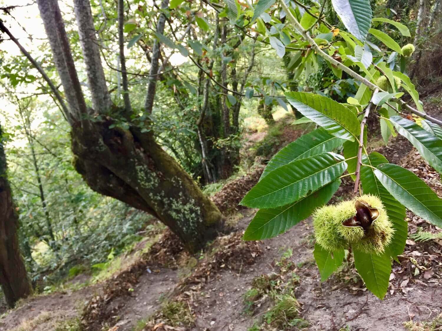 Observaciones fenológicas en Galicia